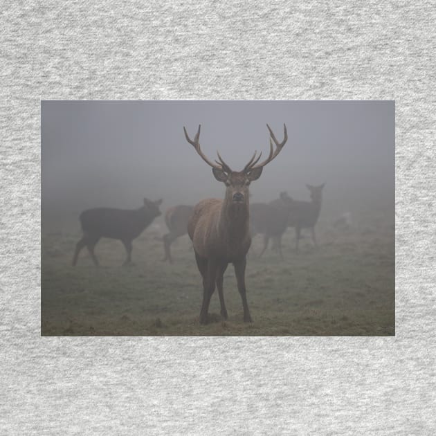 The Standoff (Deer In Fog) by acespace